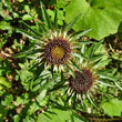 Portraitfoto Carlina biebersteinii