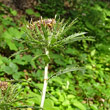 Blütenfoto Carlina biebersteinii