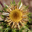 Portraitfoto Carlina vulgaris