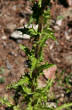 Blätterfoto Carlina vulgaris