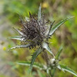 Foto der Jungpflanze Carlina vulgaris