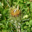 Blütenfoto Carlina vulgaris