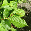 Blätterfoto Carpinus betulus