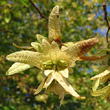 Fruchtfoto Carpinus betulus