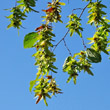 Portraitfoto Carpinus betulus