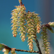 Blütenfoto Carpinus betulus