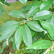 Blätterfoto Castanea sativa