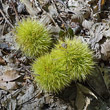 Foto von Besonderheit Castanea sativa