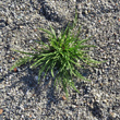 Habitusfoto Catapodium marinum