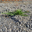 Foto von Besonderheit Catapodium marinum