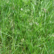 Habitusfoto Caucalis platycarpos