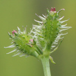 Fruchtfoto Caucalis platycarpos