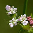 Portraitfoto Caucalis platycarpos