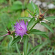 Blütenfoto Centaurea calcitrapa