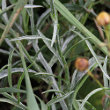 Blätterfoto Centaurea cyanus