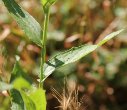 Blätterfoto Centaurea jacea