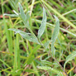 Blätterfoto Centaurea jacea subsp. angustifolia