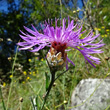 Blütenfoto Centaurea jacea subsp. gaudinii
