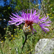 Blütenfoto Centaurea jacea subsp. gaudinii