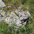 Habitusfoto Centaurea jacea subsp. gaudinii