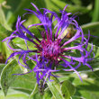 Portraitfoto Centaurea montana