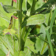 Blätterfoto Centaurea montana