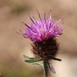 Portraitfoto Centaurea nemoralis