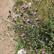 Habitusfoto Centaurea nemoralis