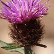 Foto von Besonderheit Centaurea nemoralis