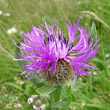 Blütenfoto Centaurea nervosa