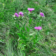 Habitusfoto Centaurea nervosa