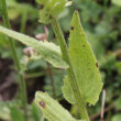 Blätterfoto Centaurea nervosa