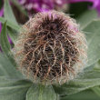 Fruchtfoto Centaurea nervosa