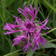 Portraitfoto Centaurea nervosa