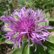 Blütenfoto Centaurea pseudophrygia