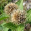 Foto von Besonderheit Centaurea pseudophrygia