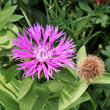 Portraitfoto Centaurea pseudophrygia