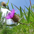 Blütenfoto Centaurea rhaetica