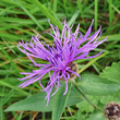 Portraitfoto Centaurea rhaetica