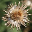 Fruchtfoto Centaurea scabiosa