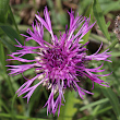 Portraitfoto Centaurea scabiosa