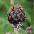 Foto Kelch Centaurea scabiosa subsp. alpestris