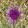 Blütenfoto Centaurea scabiosa subsp. alpestris
