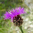 Portraitfoto Centaurea scabiosa subsp. alpestris