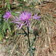 Portraitfoto Centaurea stoebe