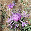 Blütenfoto Centaurea stoebe