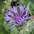 Blütenfoto Centaurea triumfettii