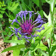 Portraitfoto Centaurea triumfettii