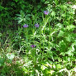 Habitusfoto Centaurea triumfettii