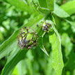 Foto von Besonderheit Centaurea triumfettii